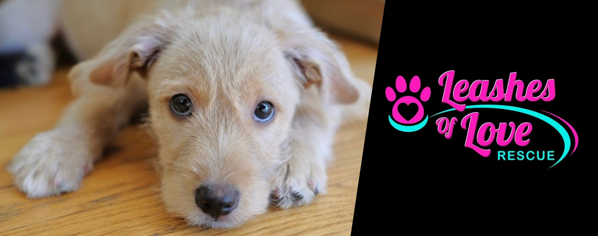 Paw it Forward Leashes of Love Rescue