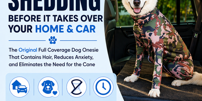 The Lab owner's shedding playbook: yes, they really do shed that much