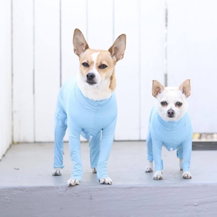 Small dogs in blue