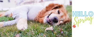How To Manage Springtime Dog Shedding