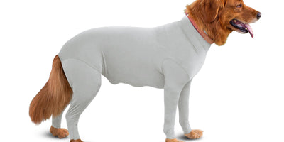 Great Pyrenees shedding: the giant double-coat guide