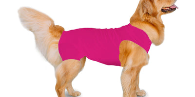 Mast cell tumor removal: recovery and wound protection