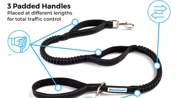 How to walk a reactive dog: gear, training, and confidence