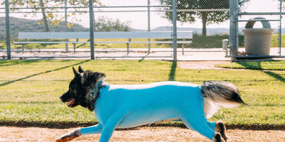Dog anxiety vests: how compression actually calms dogs