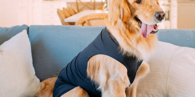 Dog recovery after surgery: the owner's handbook