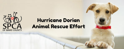Paw it Forward: Help in Hurricane Dorian Relief Efforts