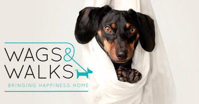 Wags & Walks Virtual Gala