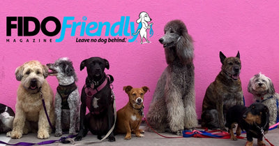 Fido Friendly Cross Country Adoption Tour