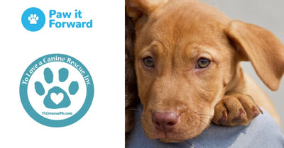 Paw it Forward: To Love a Canine Rescue