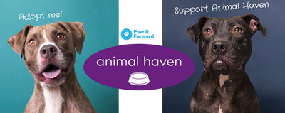 Paw it Forward: Animal Haven