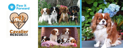 Paw it Forward: Cavalier Rescue USA
