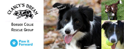 Paw it Forward: Clancy’s Dream