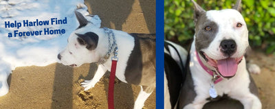 Paw it Forward: Rebel Dogs Rescue