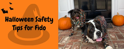 Dog Safety Reminders for Halloween