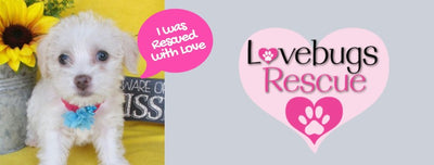 Paw it Forward: Love Bug Rescue