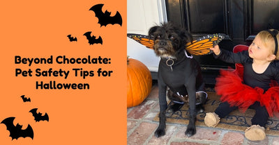 Beyond Chocolate: Keep your pup safe this Halloween