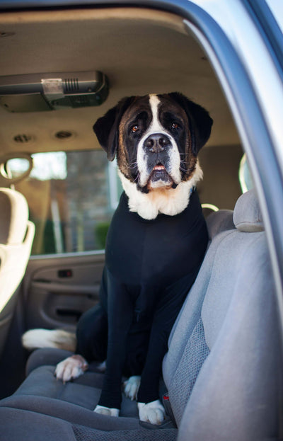 Car Dog