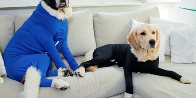 Dog hair in your car: how to keep your backseat clean
