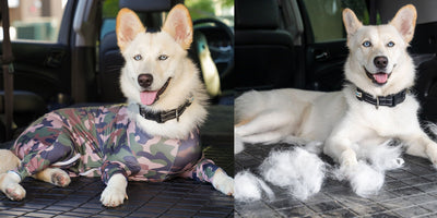 German Shepherd shedding: managing a year-round double coat