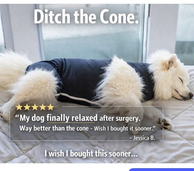 Post-spay recovery for dogs: a day-by-day timeline