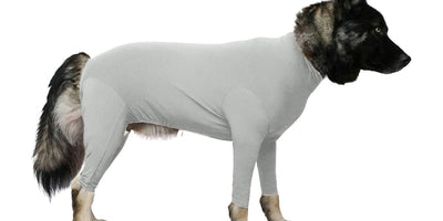 Travel with a dog: hair, anxiety, and containment tips