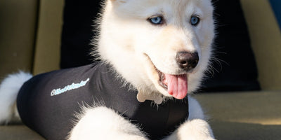 Best cone alternatives for dogs that lick their stitches