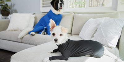 TPLO recovery: what to expect week by week