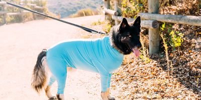 Allergy-proofing your dog: year-round skin protection