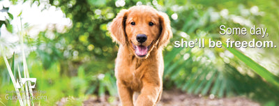 Paw it Forward: Southeastern Guide Dogs