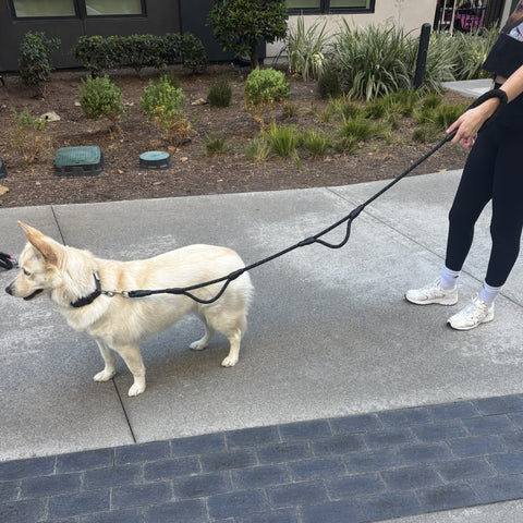 Rope Leash - Three Handles - 5ft.